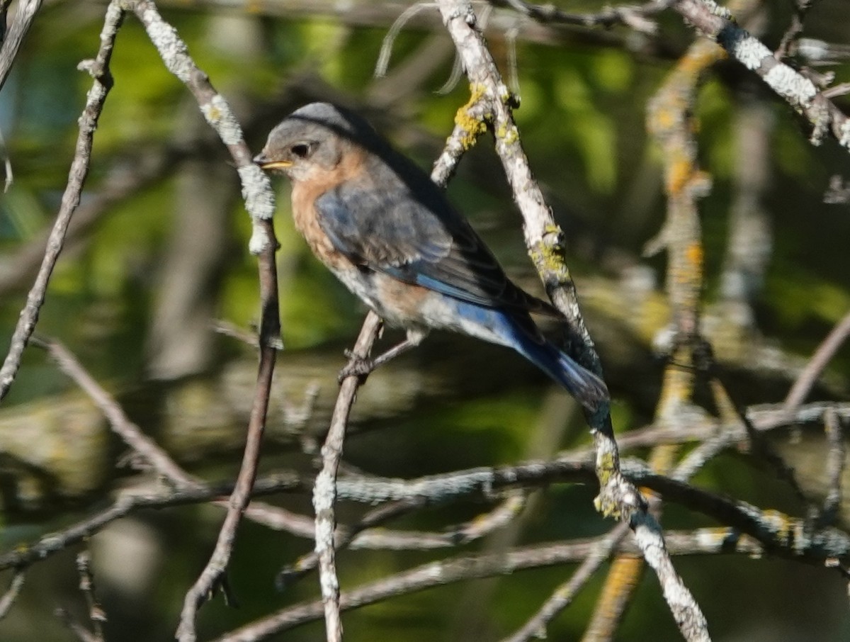 Eastern Bluebird - Robin Oxley 🦉