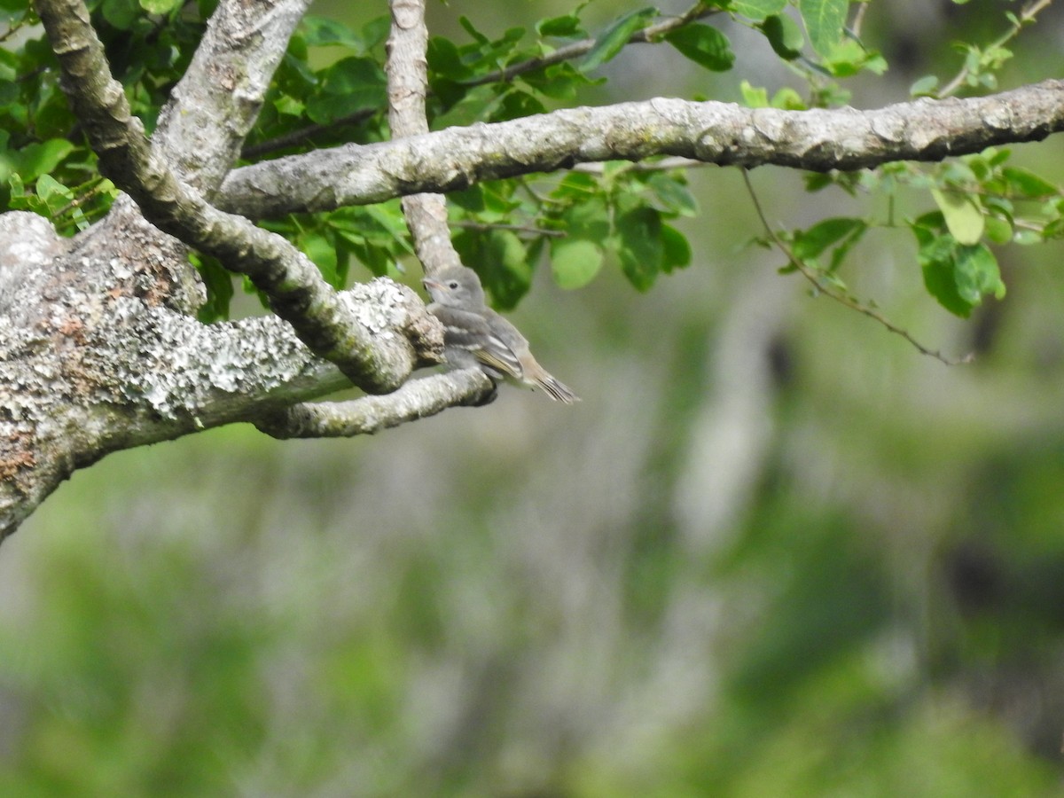 Yellow-bellied Elaenia - David Ricardo Rodríguez Villamil