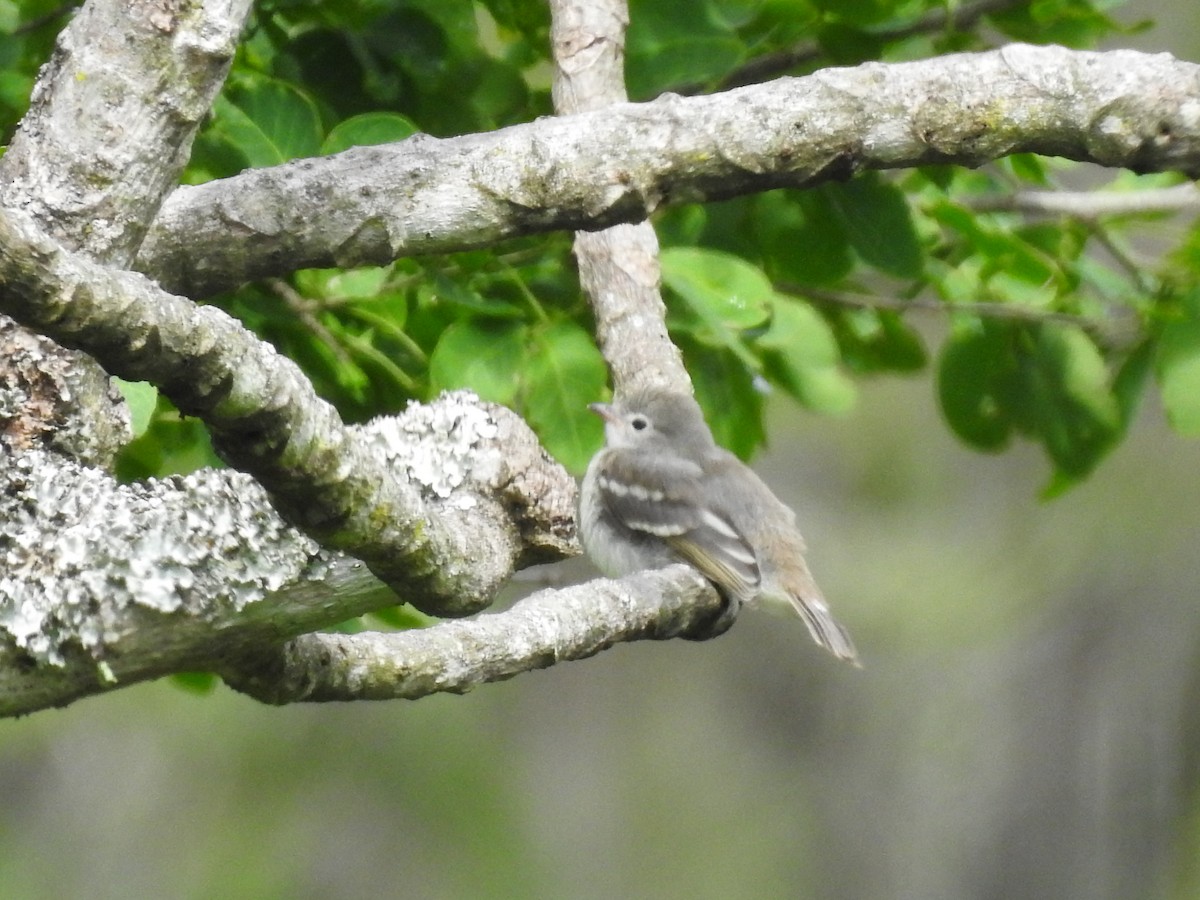 Yellow-bellied Elaenia - David Ricardo Rodríguez Villamil