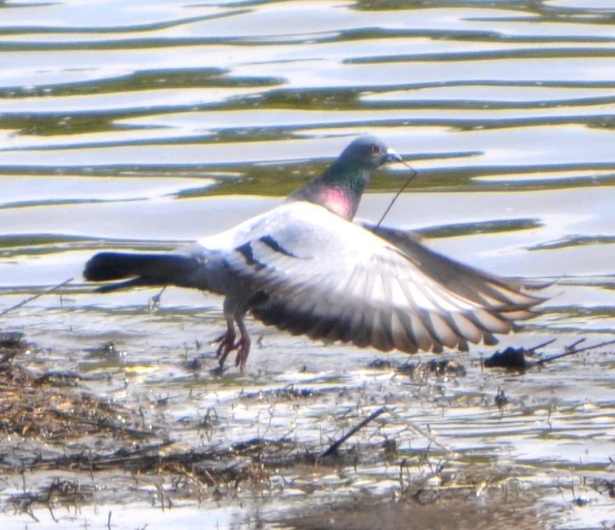 Rock Pigeon (Feral Pigeon) - ML618896122