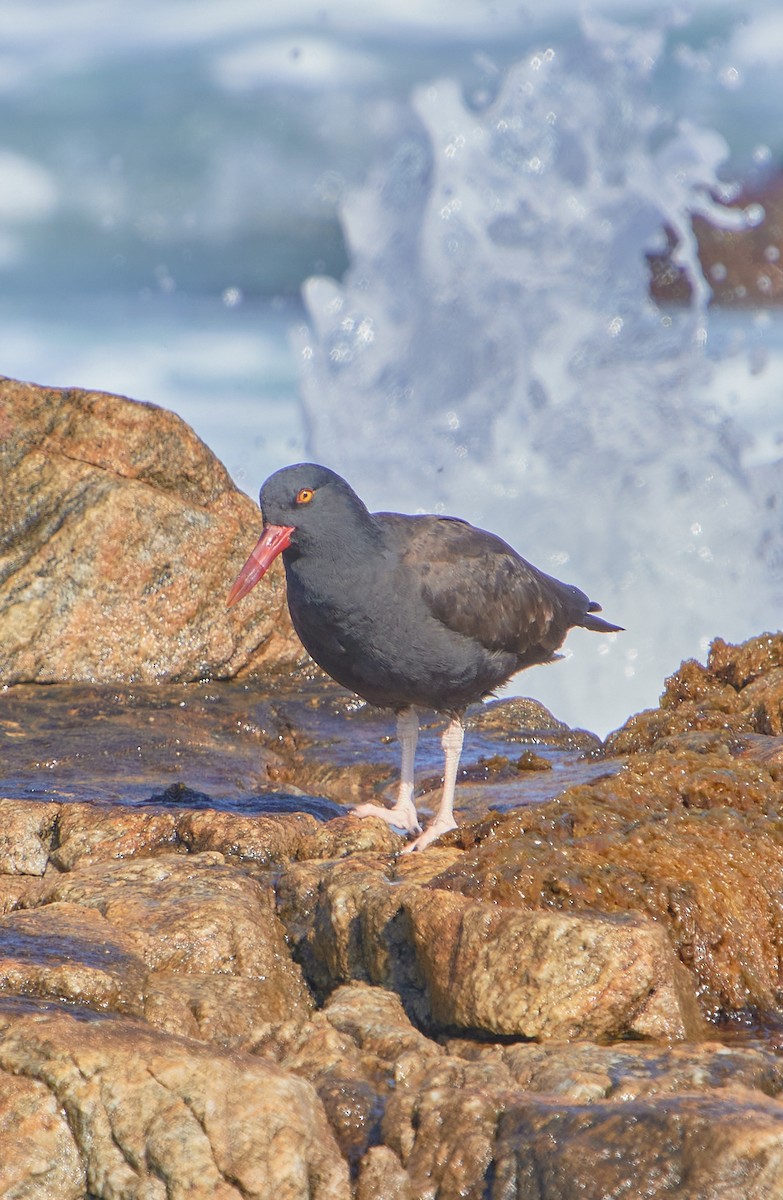 Blackish Oystercatcher - Angélica  Abarca