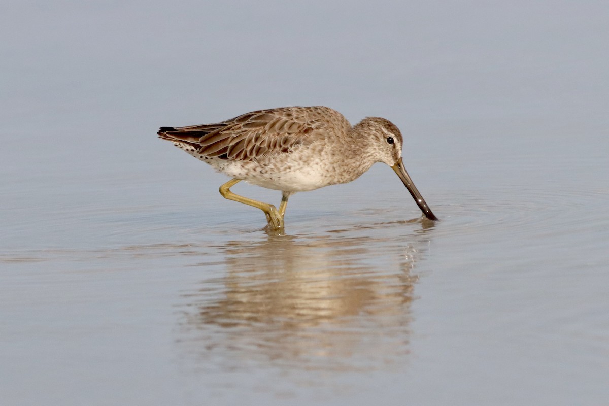 Short-billed/Long-billed Dowitcher - Robbin Mallett