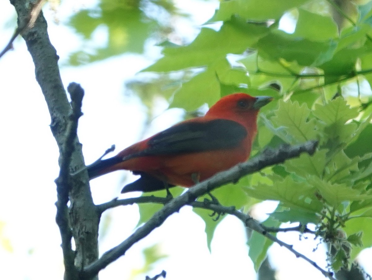 Scarlet Tanager - Robin Oxley 🦉
