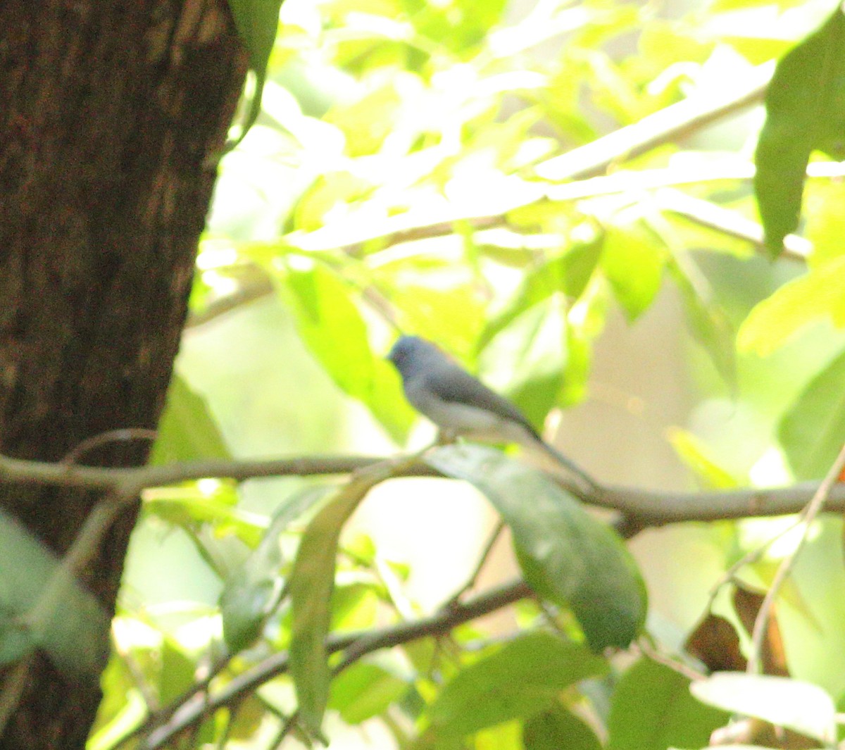 Black-naped Monarch - Savio Fonseca (www.avocet-peregrine.com)