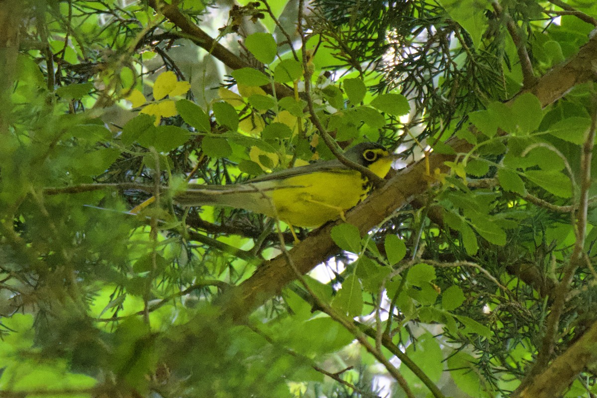 Canada Warbler - ML618896147
