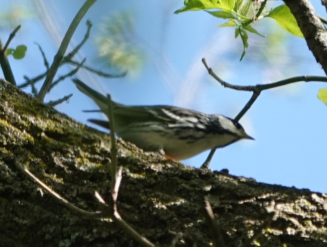 Blackpoll Warbler - Robin Oxley 🦉