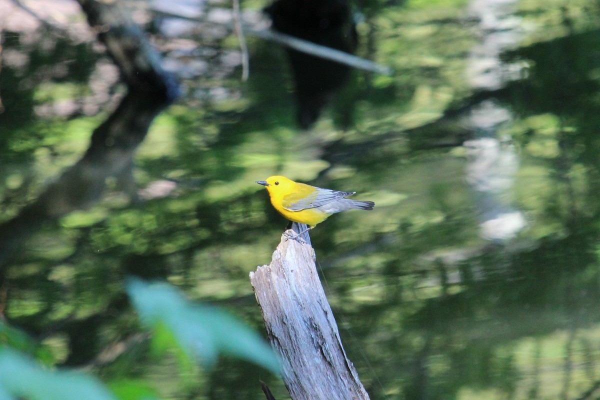 Prothonotary Warbler - ML618896176