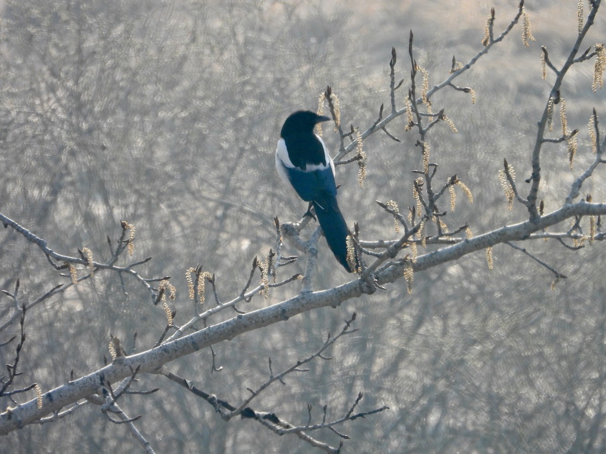 Black-billed Magpie - ML618896188