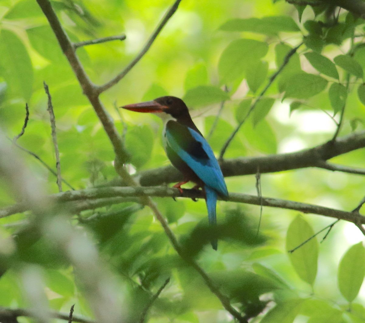 White-throated Kingfisher - Savio Fonseca (www.avocet-peregrine.com)