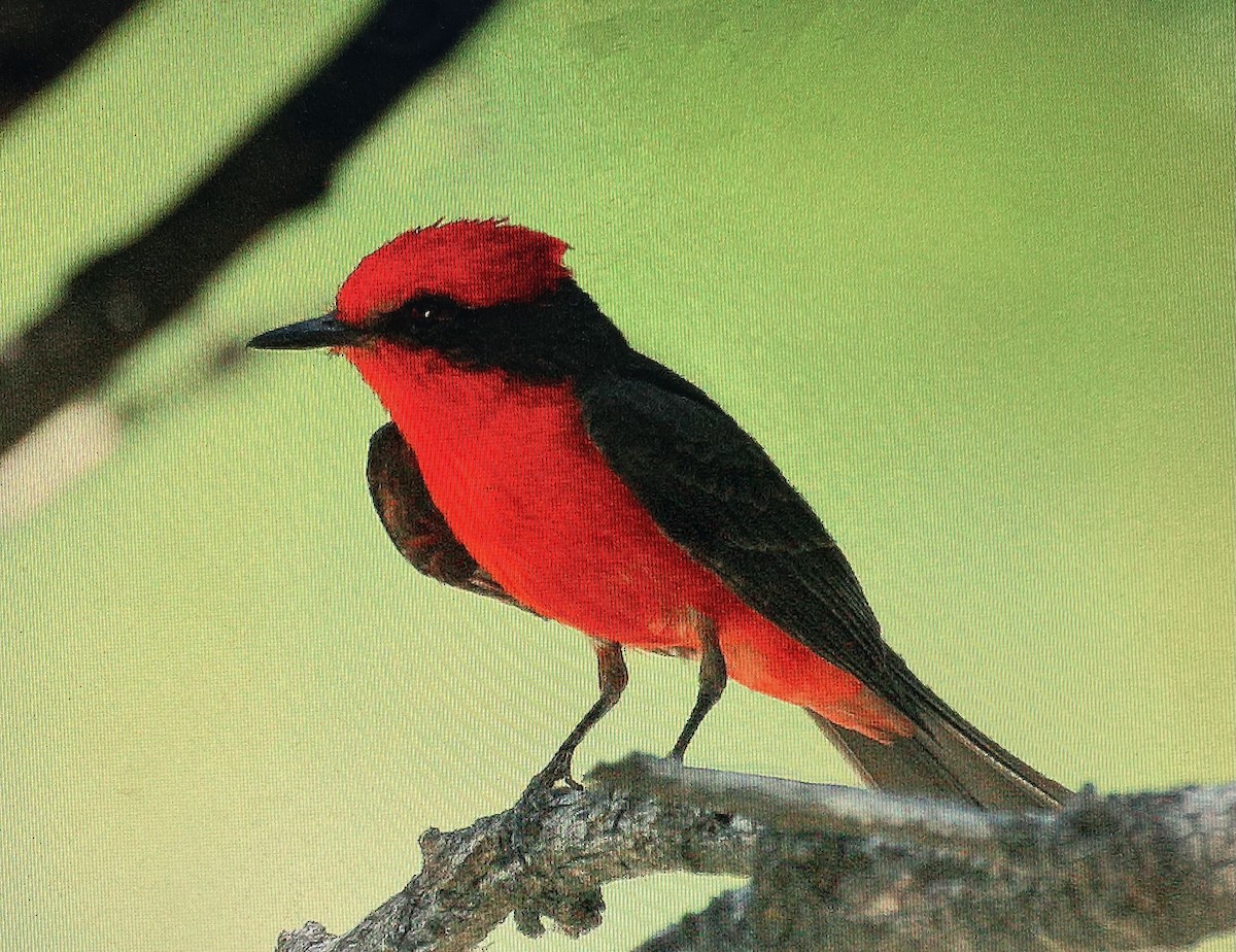 Vermilion Flycatcher - Pierre Howard