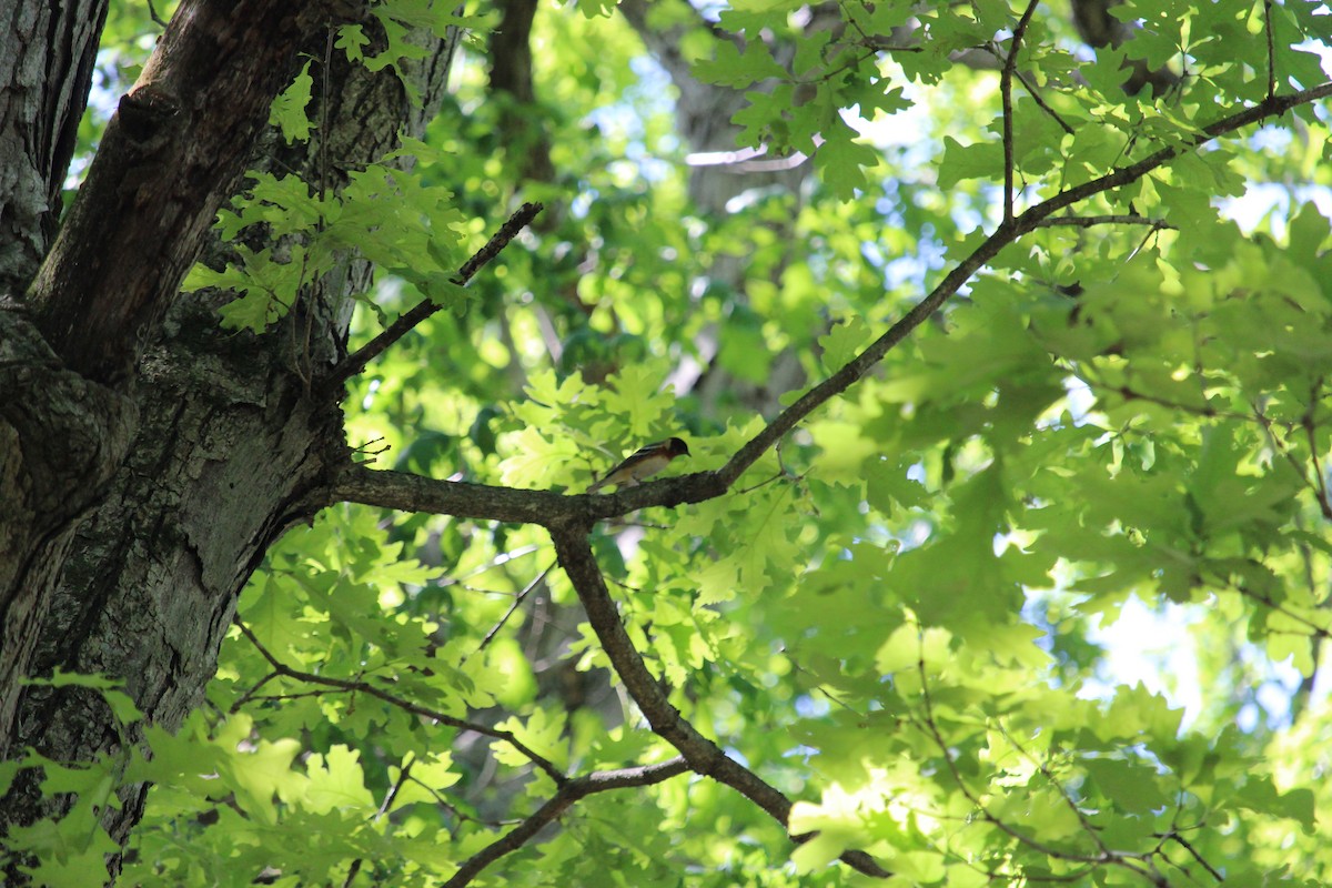 Bay-breasted Warbler - ML618896208