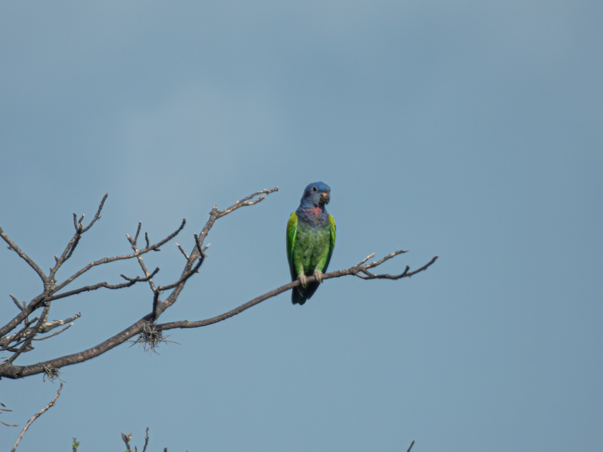 Blue-headed Parrot - maria leonor velasquez rasch
