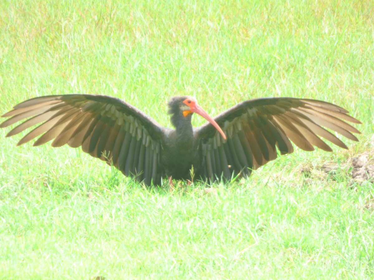 ibis dlouhoocasý - ML618896233