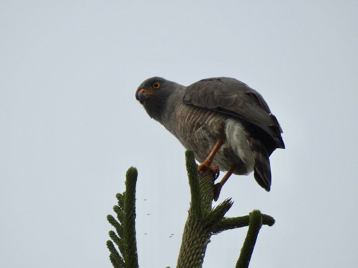 Roadside Hawk - Maria Adelaida Arboleda