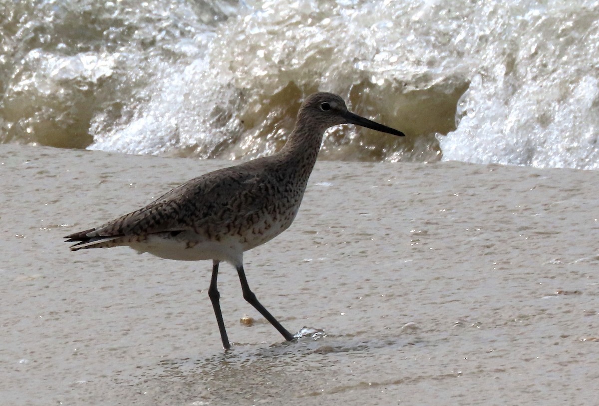 Willet - Patricia Lalonde