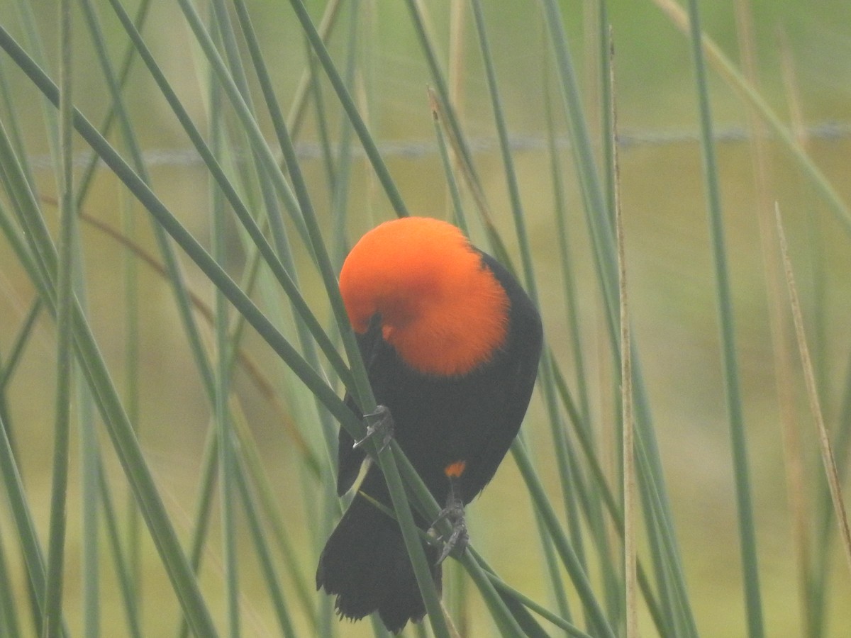 Scarlet-headed Blackbird - ML618896256