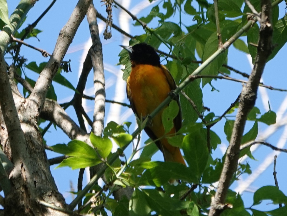 Baltimore Oriole - Robin Oxley 🦉