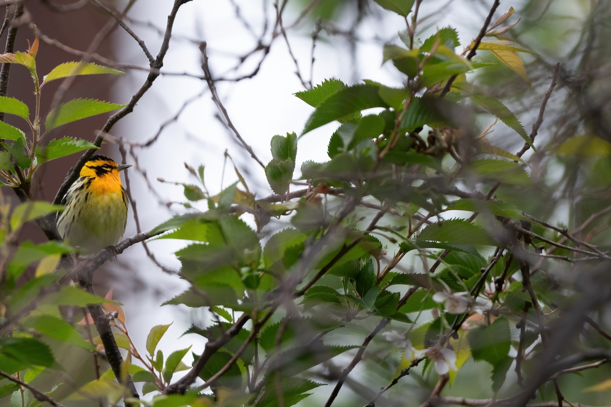 Blackburnian Warbler - Luke Robertson