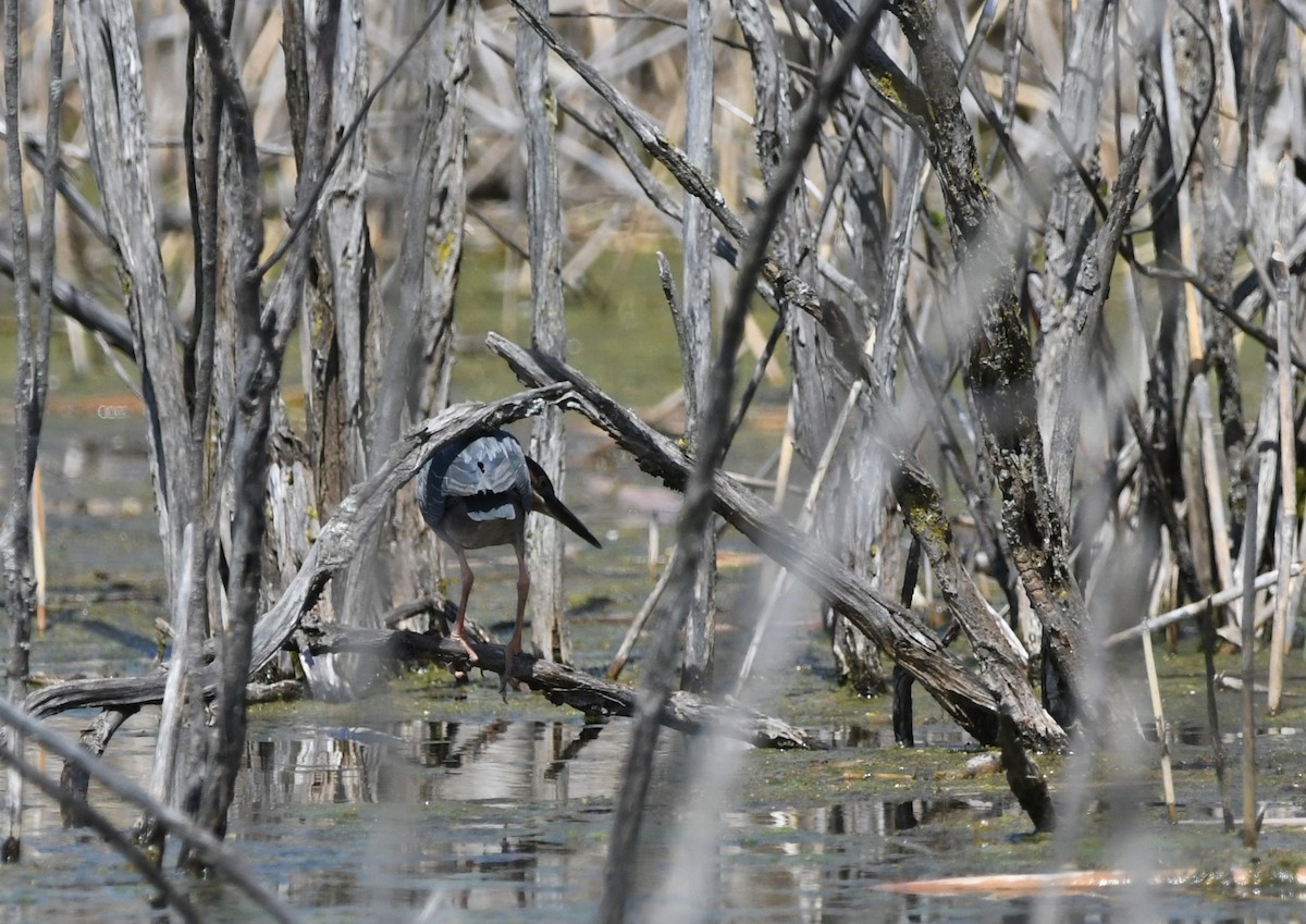 Green Heron - ML618896291