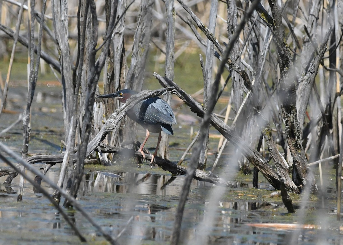 Green Heron - ML618896293