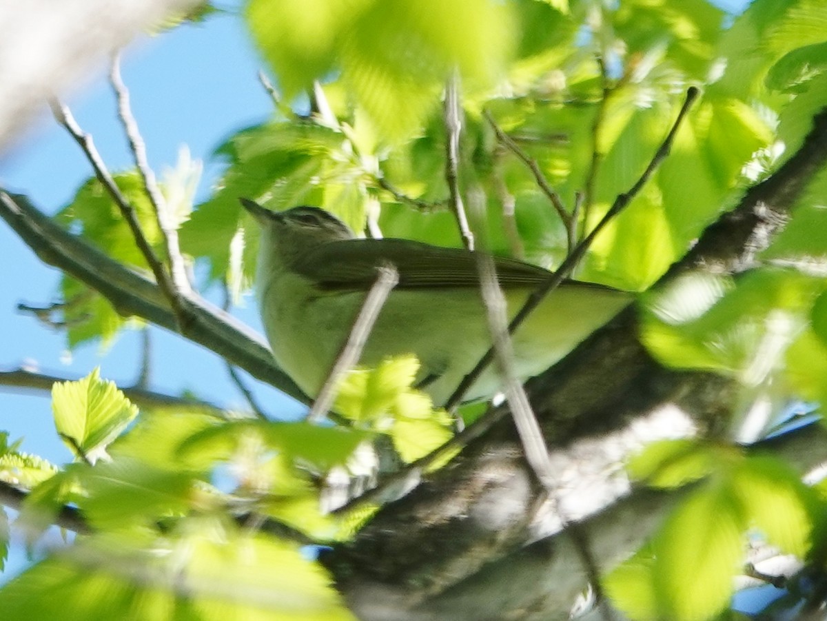 Red-eyed Vireo - Robin Oxley 🦉