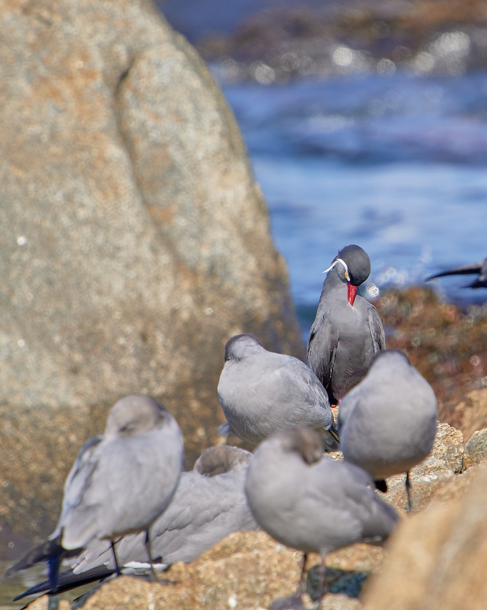 Inca Tern - Angélica  Abarca