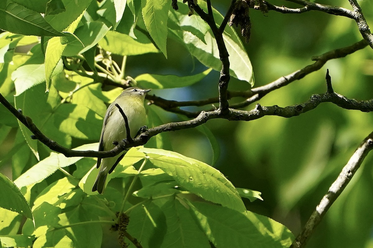 Philadelphia Vireo - Lee Funderburg