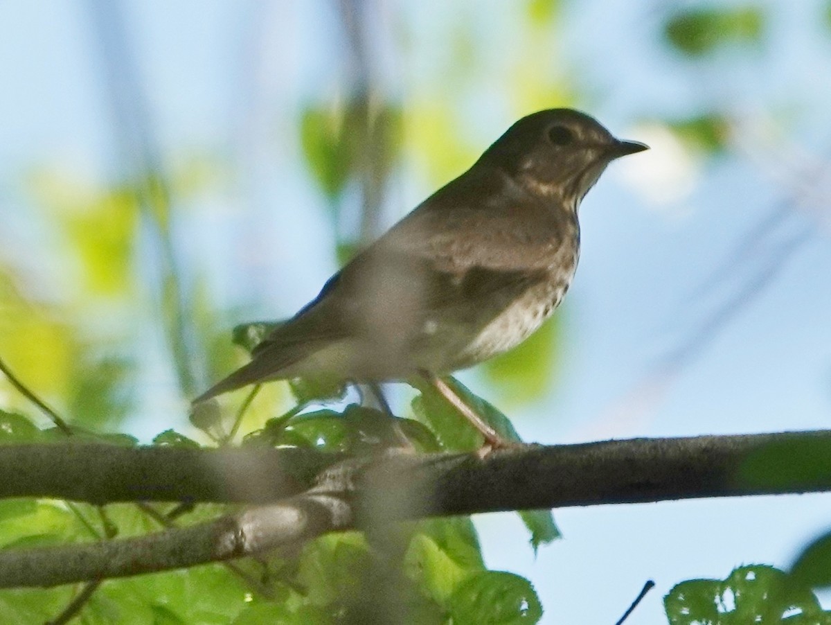 Swainson's Thrush - ML618896325