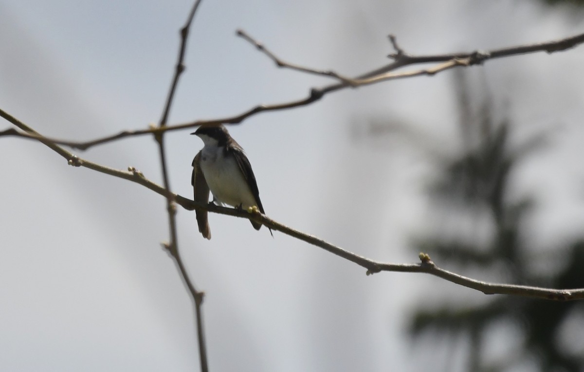 Golondrina Bicolor - ML618896347