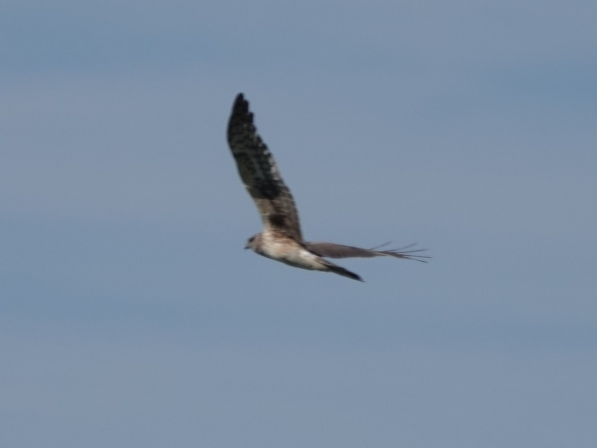 Northern Harrier - ML618896356