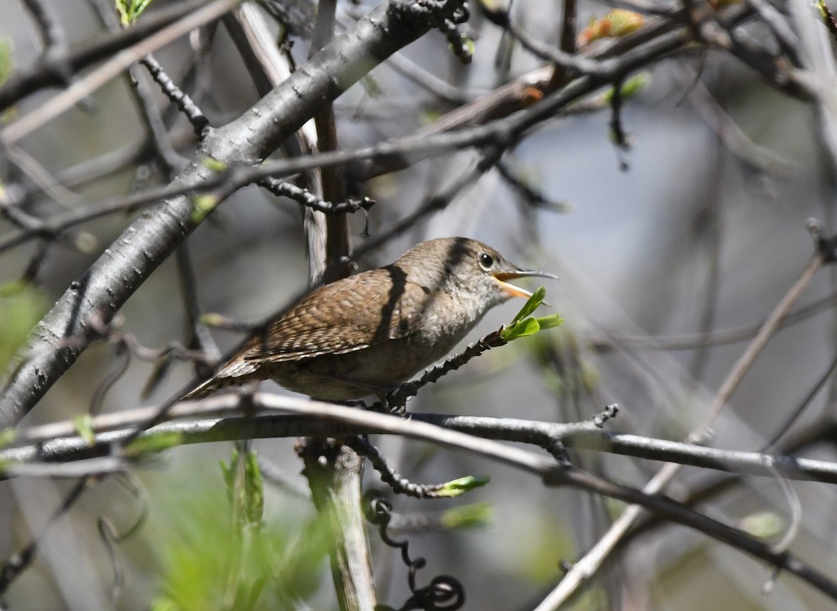 House Wren - ML618896358