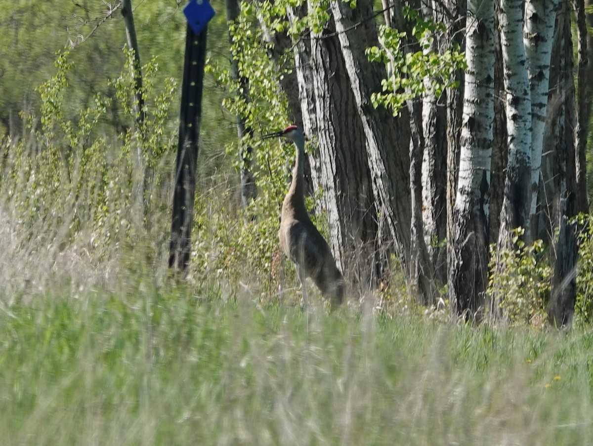 Sandhill Crane - ML618896372