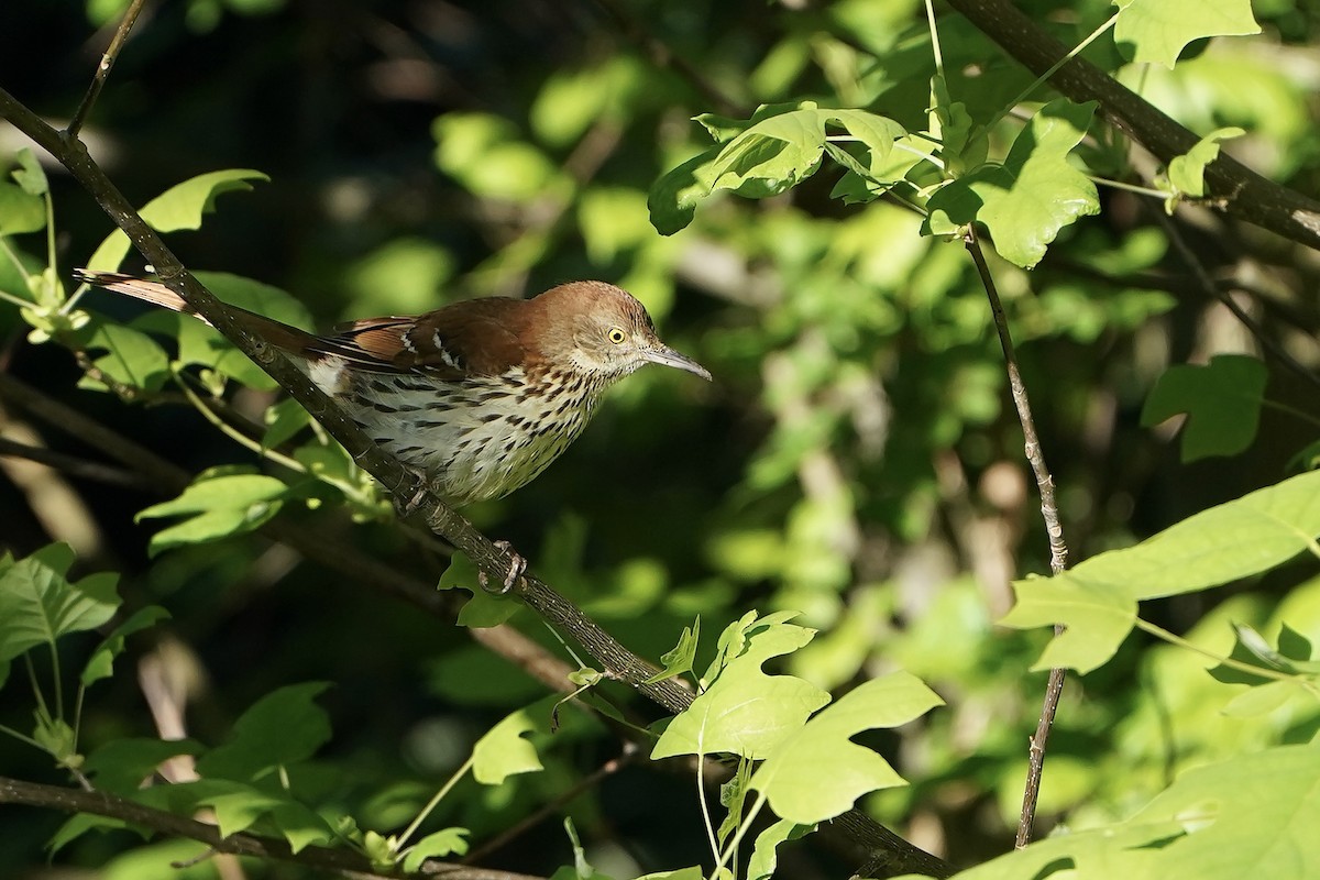 Brown Thrasher - Lee Funderburg