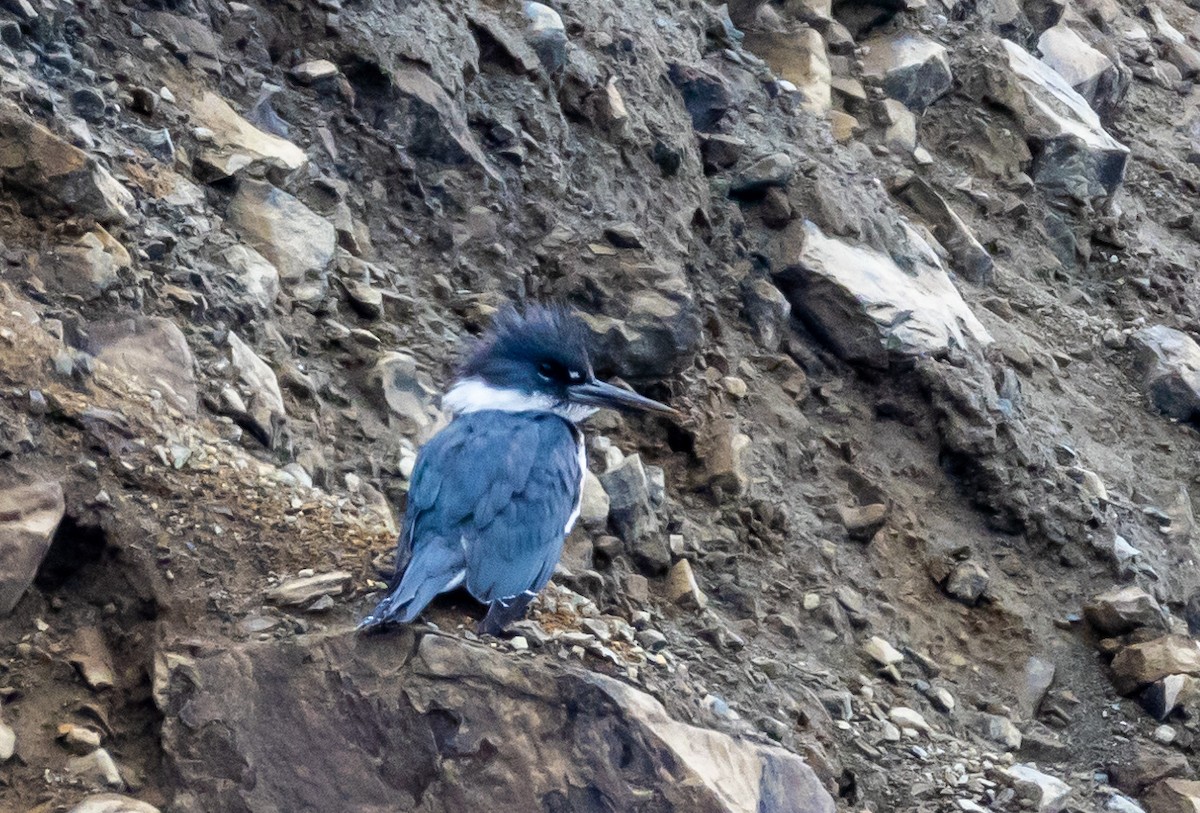 Belted Kingfisher - ML618896379