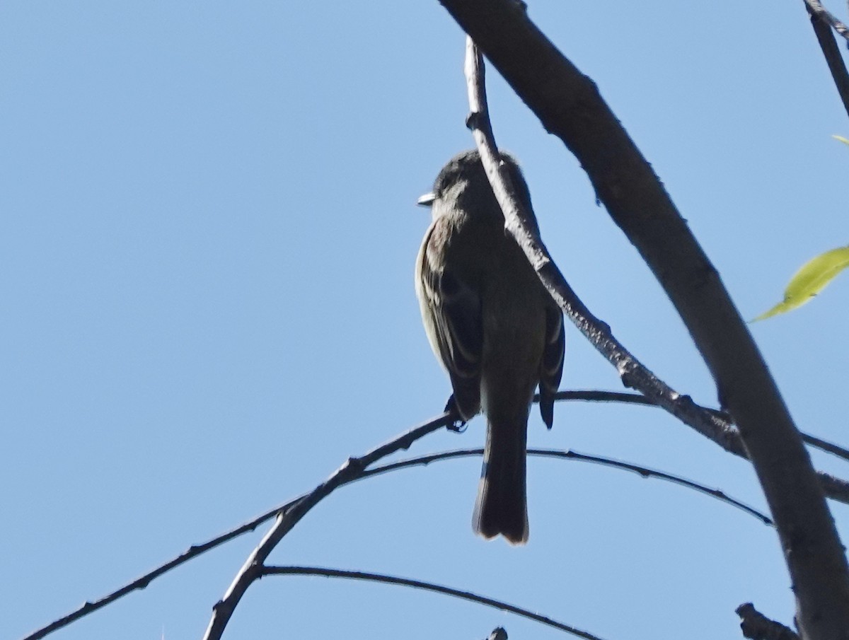 Least Flycatcher - Robin Oxley 🦉