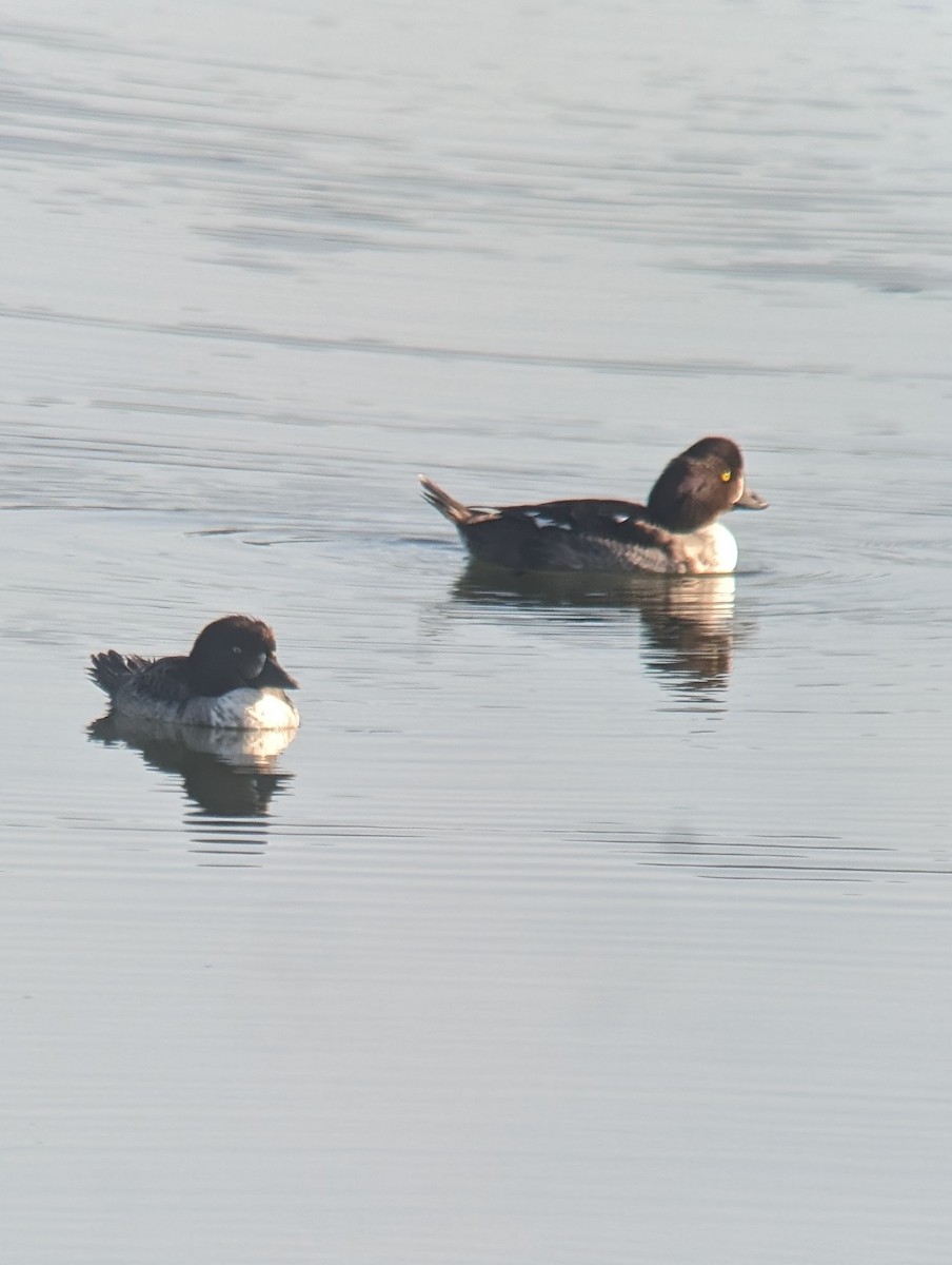 Barrow's Goldeneye - Bill Tweit