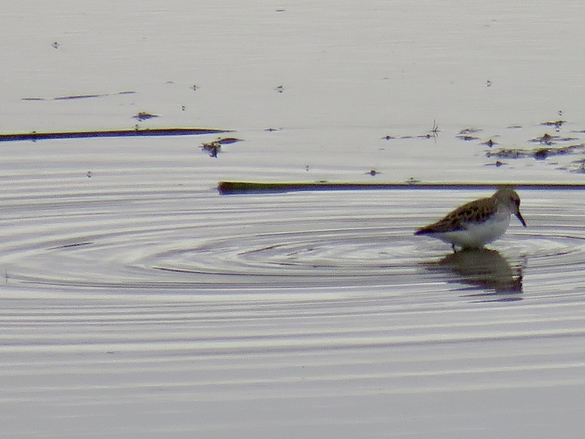 Western Sandpiper - Shalyn Bauschlicher