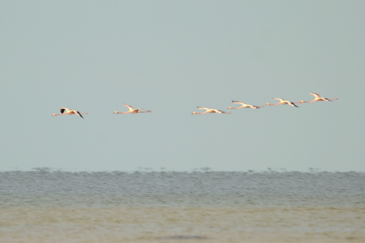 Flamant des Caraïbes - ML618896390