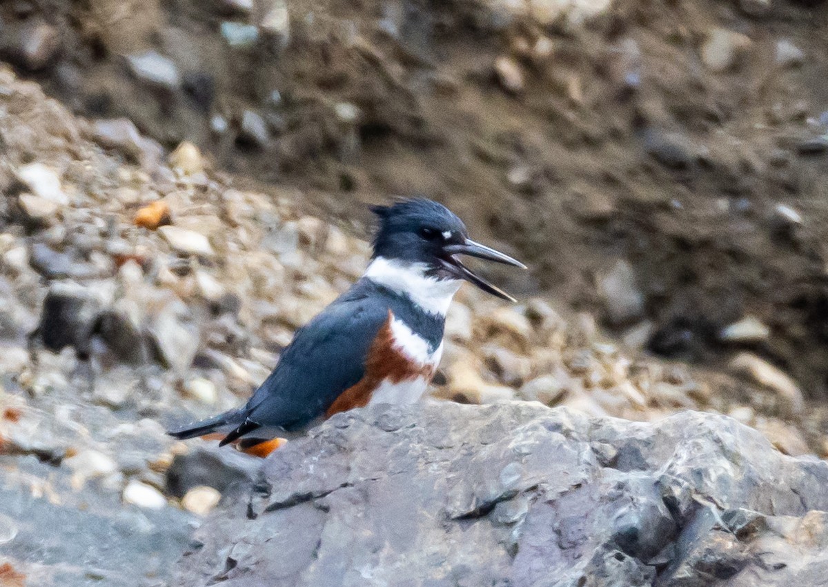 Belted Kingfisher - ML618896393