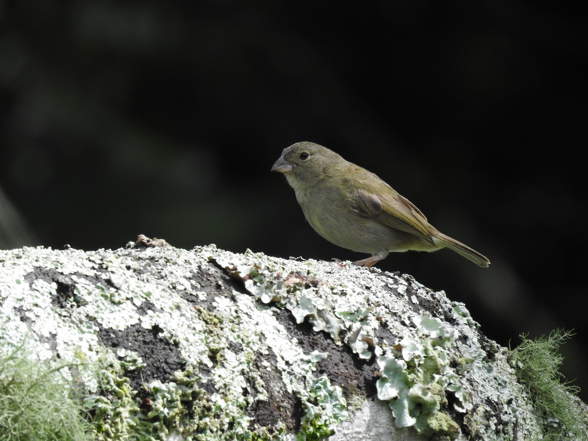 Black-faced Grassquit - ML618896398