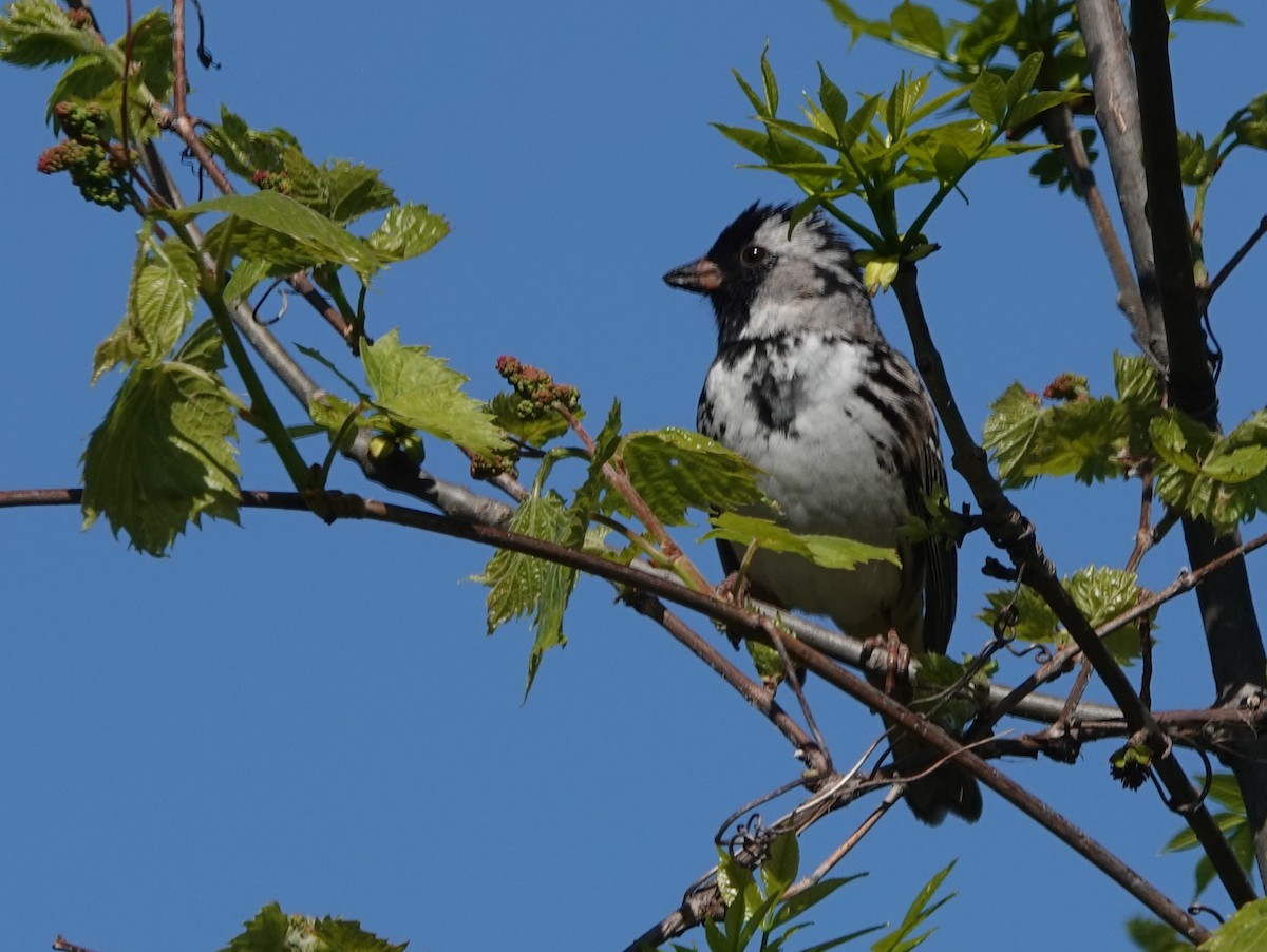 Harris's Sparrow - Robin Oxley 🦉