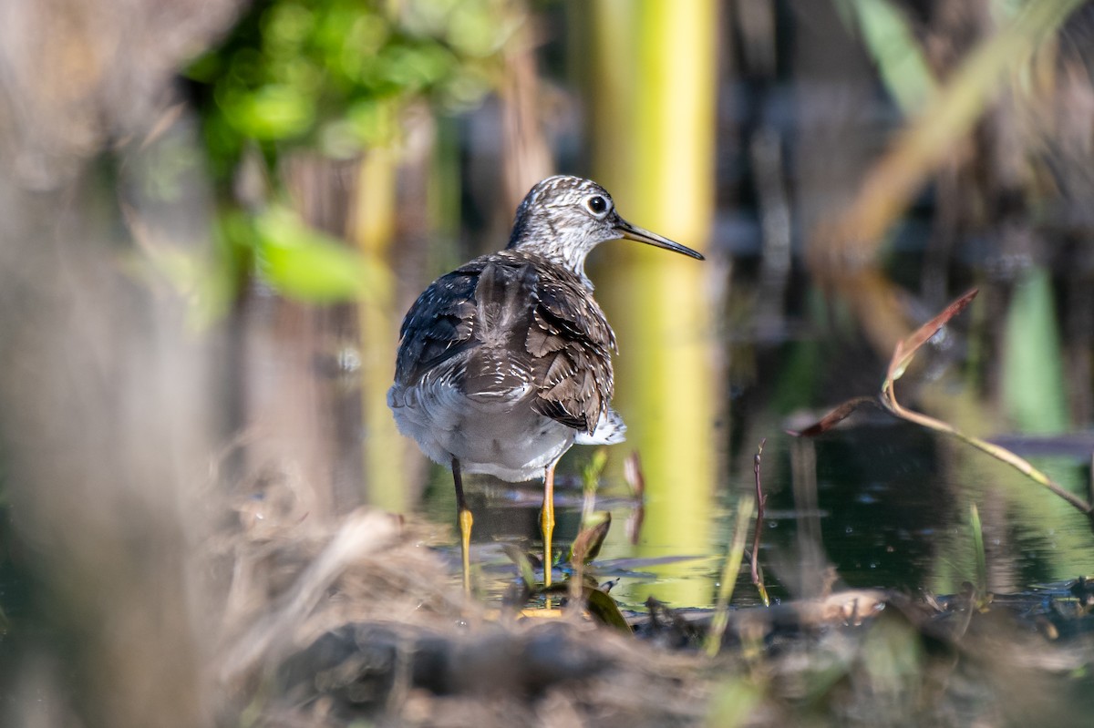 Solitary Sandpiper - ML618896412