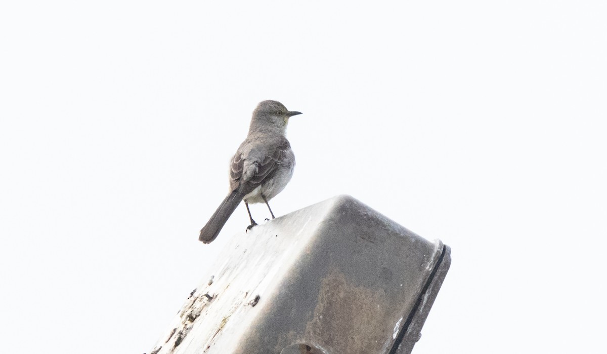 Northern Mockingbird - ML618896428