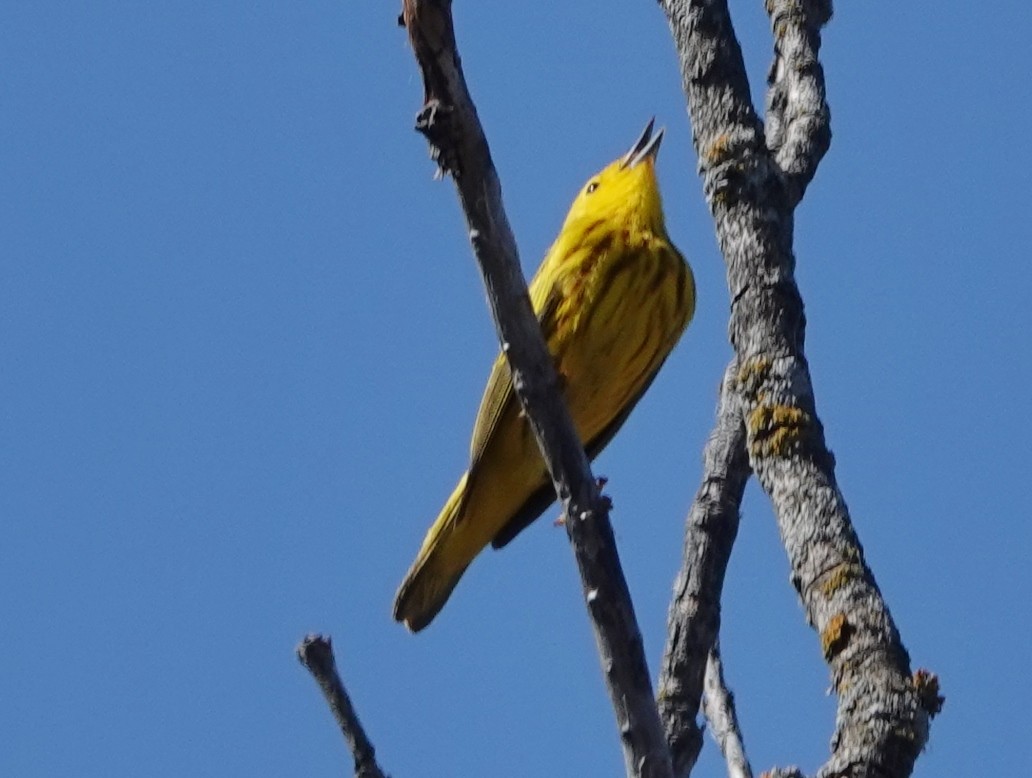 Yellow Warbler - Robin Oxley 🦉