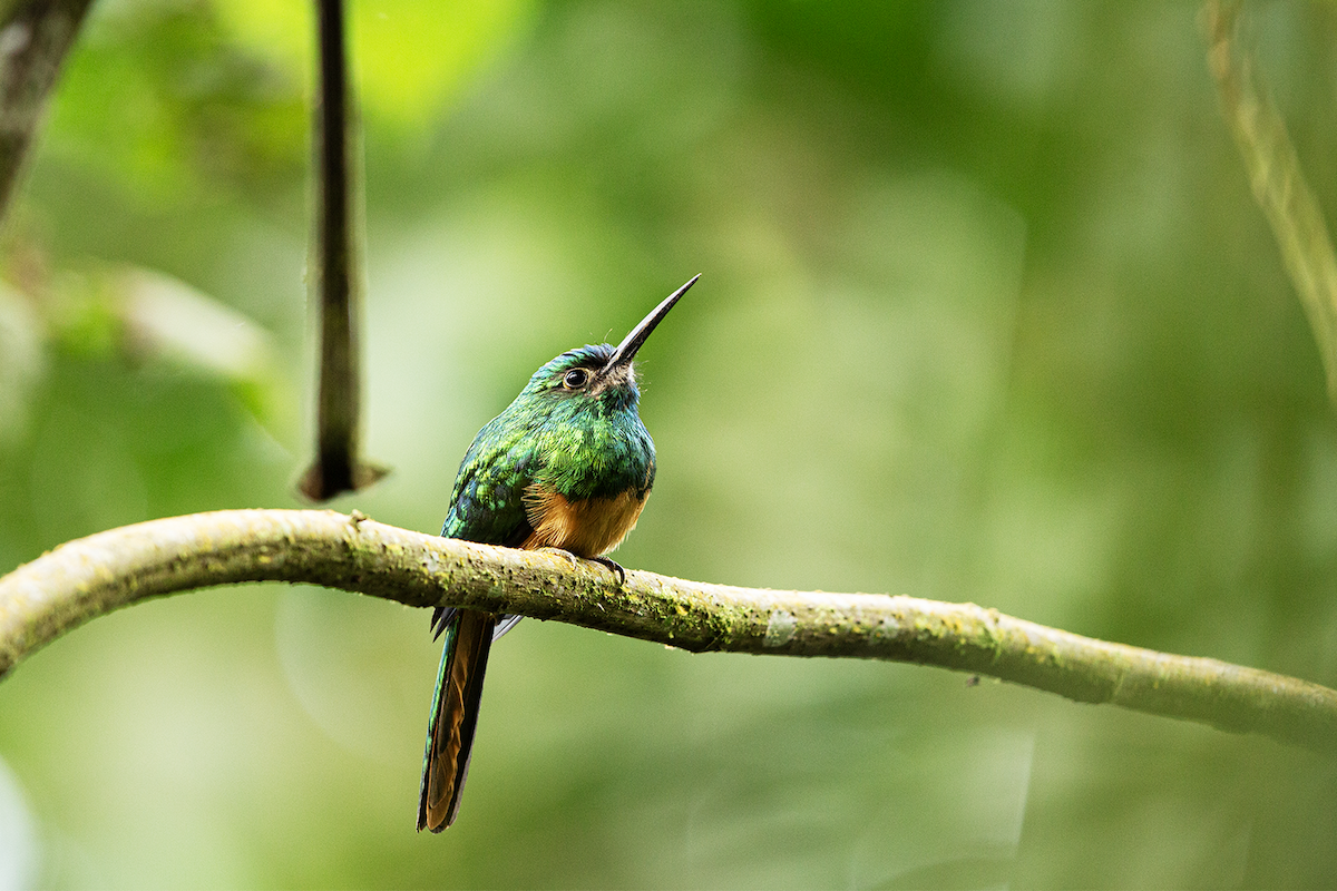 Bluish-fronted Jacamar - walter mancilla huaman