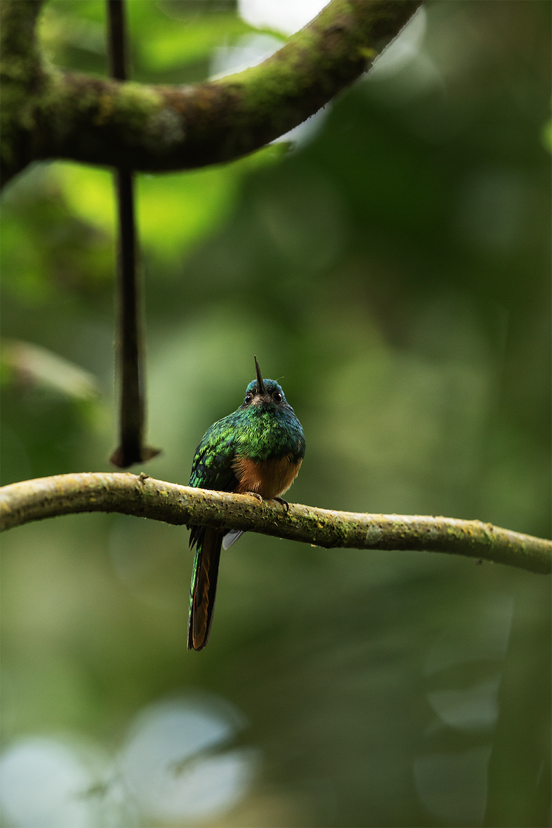 Bluish-fronted Jacamar - walter mancilla huaman