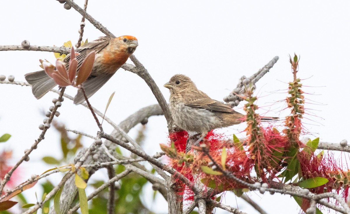 House Finch - ML618896441