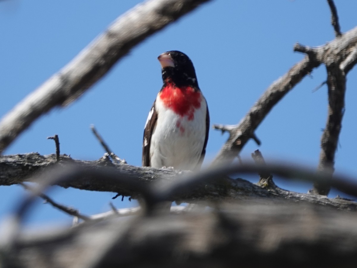 Rose-breasted Grosbeak - ML618896443