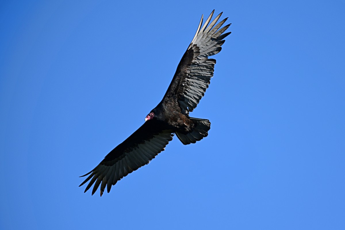 Turkey Vulture - Mike Charest