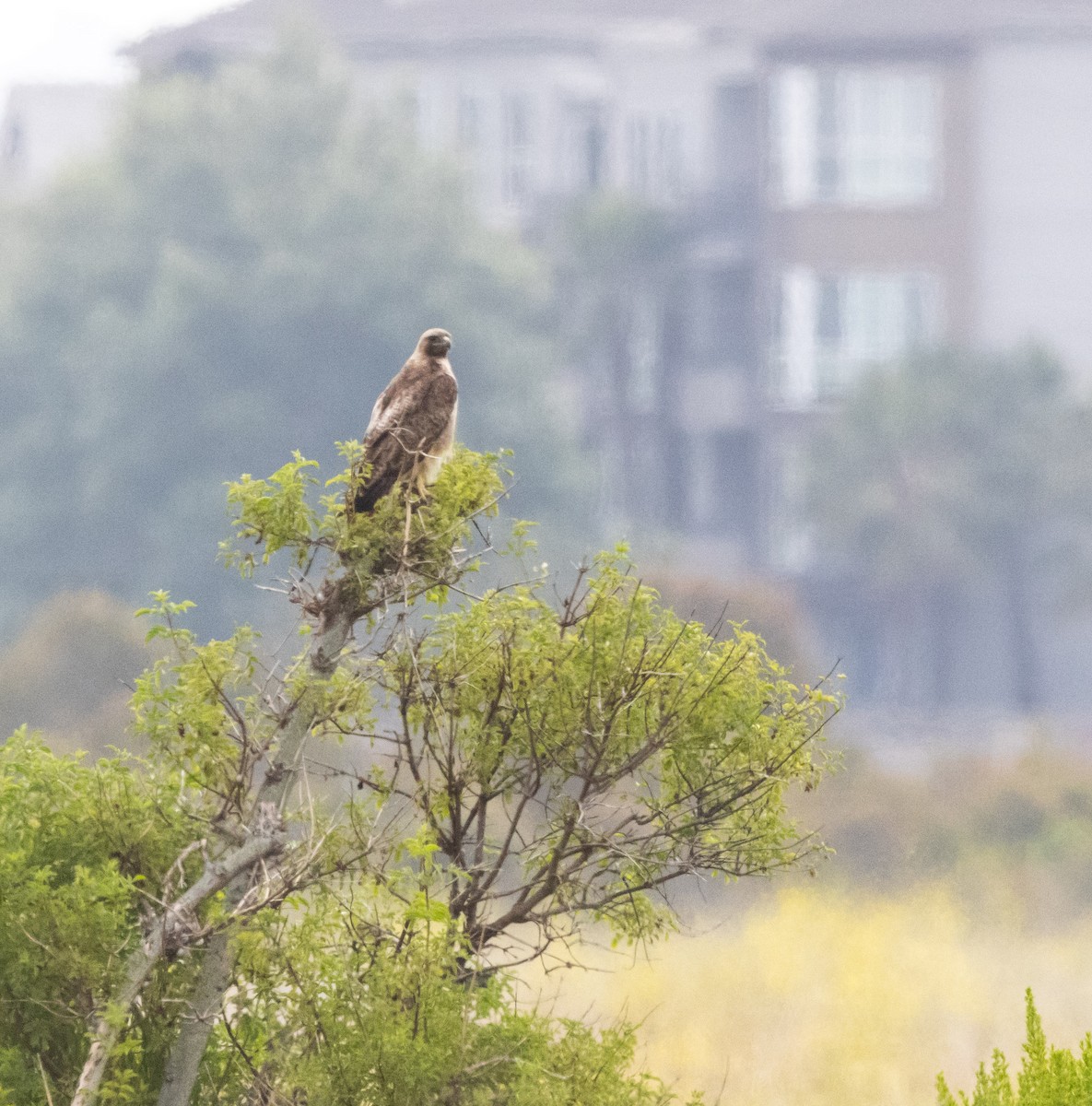Red-tailed Hawk - ML618896459